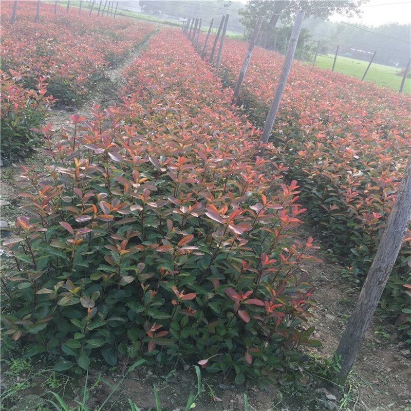 苗木批发新趋势：绿色产业的崛起