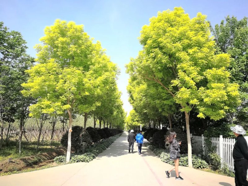 苗木种植行业的绿色革命