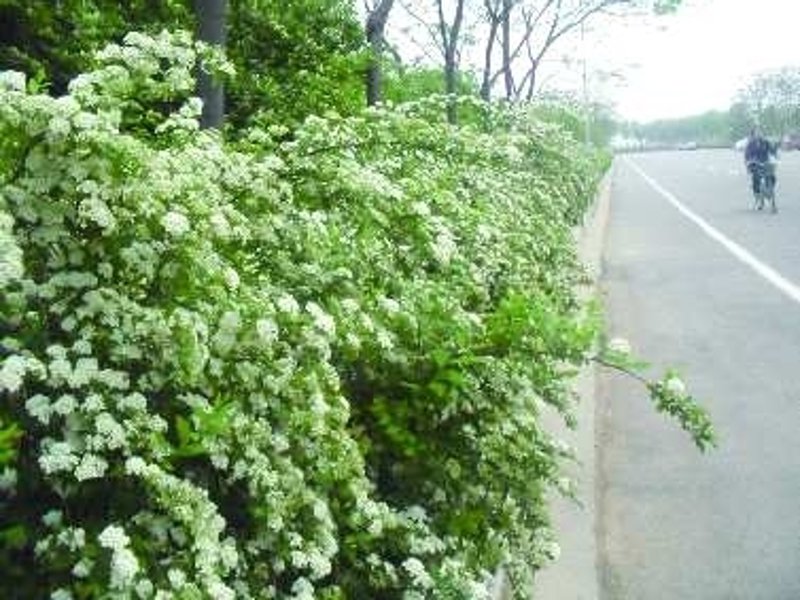 绿色的希望：苗木行业的春天