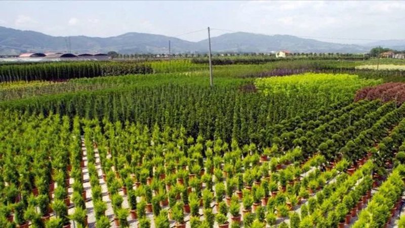 苗木批发行业的最新动态