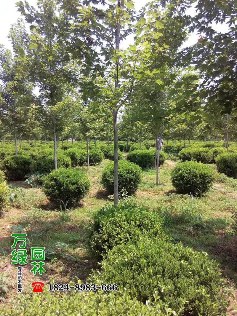 苗木种植迎来新高峰