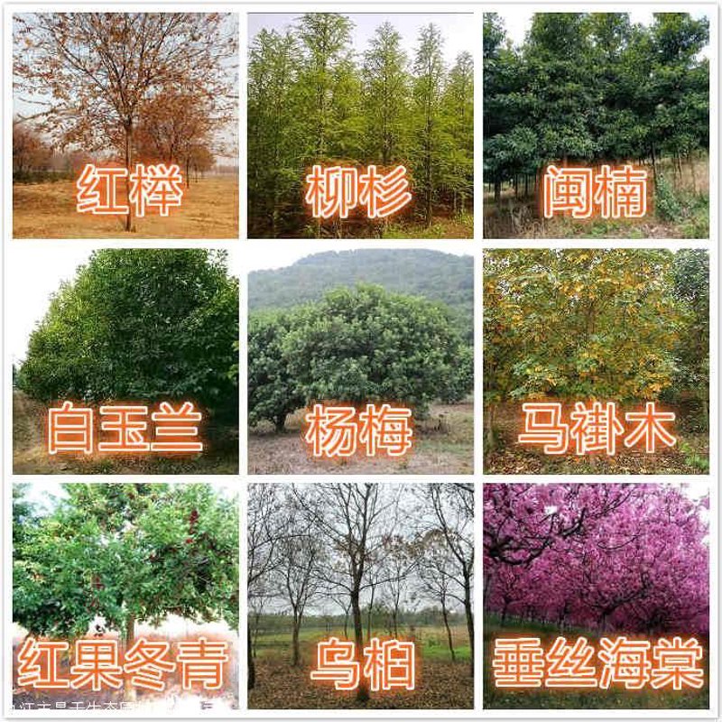 选购苗圃场的全面指南